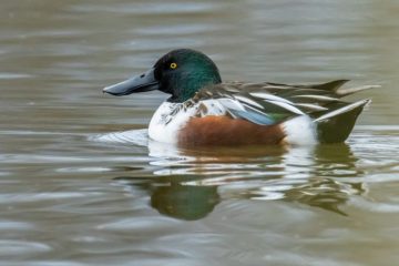 Northern Shoveler