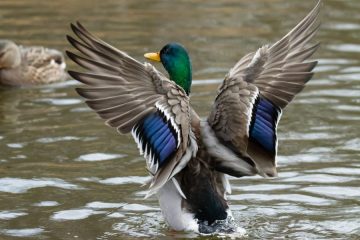 Mallard