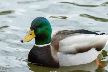 Mallard