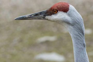 Sandhill Crane