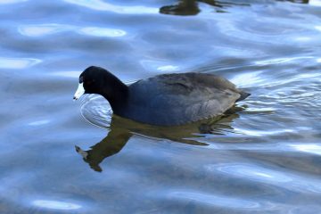 American Coot