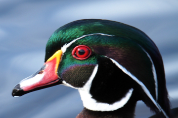 Wood Duck
