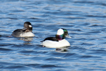 Bufflehead