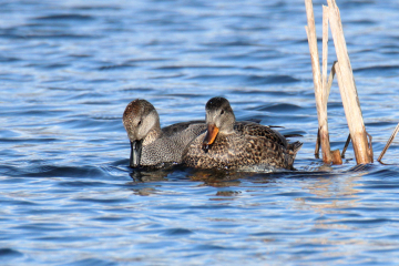 Gadwall (male and female)