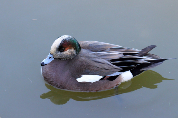 American Wigeon