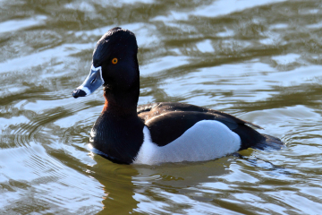 Ring-necked Duck (Male)