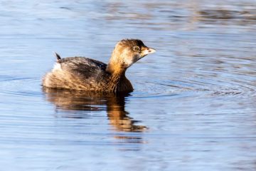 Pied-billed Grebe