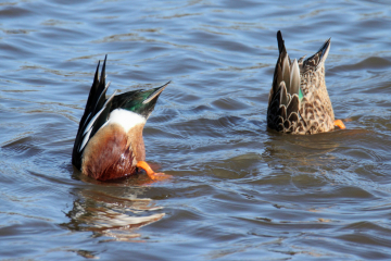 Northern Shoveler