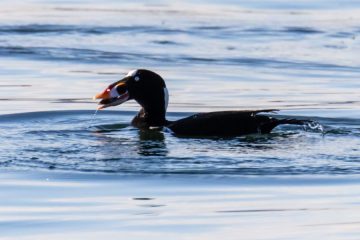 Surf Scoter