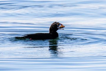 Surf Scoter