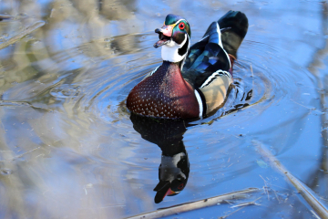 Wood Duck