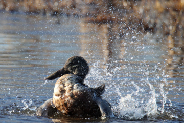 Northern Shoveler