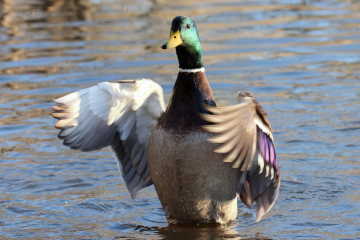 Mallard