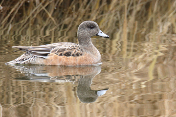 American Wigeon