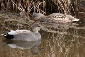 Gadwall (male and female)