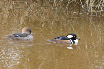 Hooded Merganser