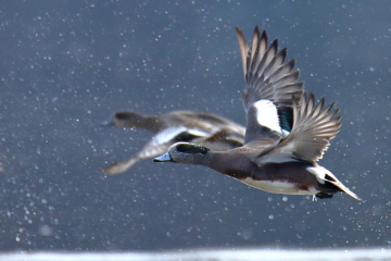 American Wigeon