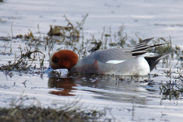 Eurasian Wigeon