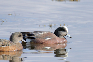 American Wigeon