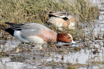 Eurasian Wigeon