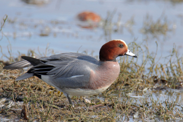 Eurasian Wigeon