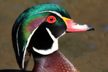 Wood Duck
