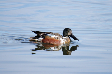 Northern Shoveler