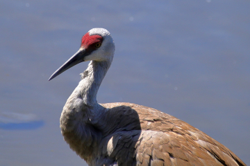 Sandhill Crane