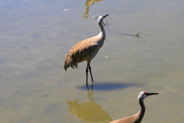 Sandhill Crane