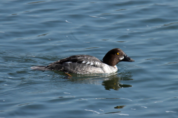 Lesser Scaup (female)
