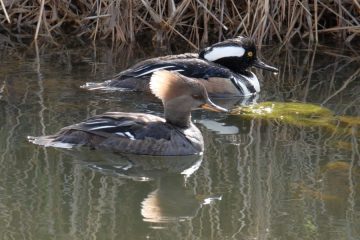 Hooded Merganser