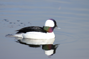 Bufflehead