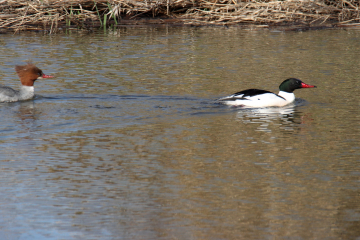 Common Merganser (Male and Female)