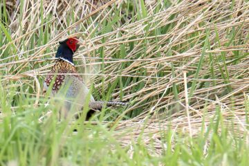 Ring-necked Pheasant