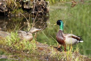 Mallard