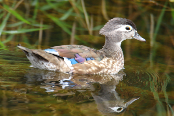Wood Duck (Female)