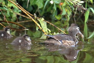 Wood Duck (Female with chicks)