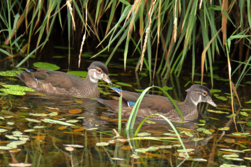 Wood Duck (Female)