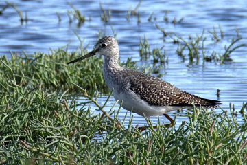 Short-billed Dowitcher