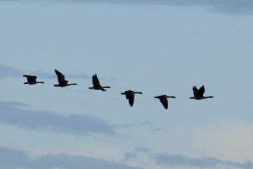 Migrating birds