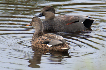 Gadwall (male and female)
