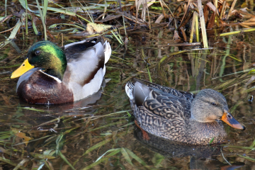 Mallard