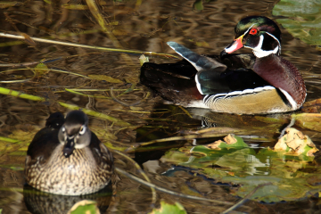 Wood Duck