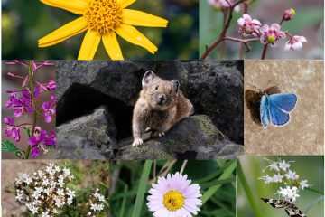 Flora and Fauna of Wedgemount Lake