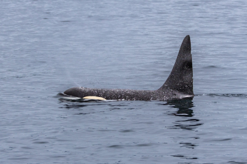 Orca