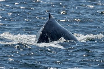 Humpback Whale