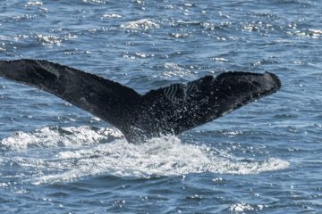 Humpback Whale