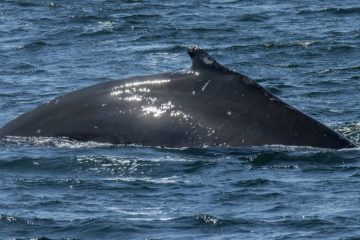 Humpback Whale