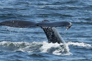 Humpback Whale