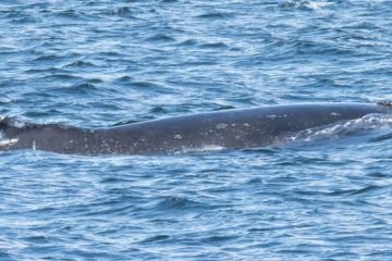 Humpback Whale